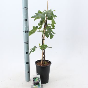 Ficus carica 'Brown Turkey'