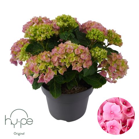 Hydrangea macrophylla HI RIVER PINK