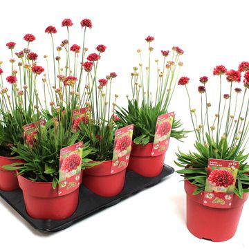 Armeria pseudarmeria 'Ballerina Red'