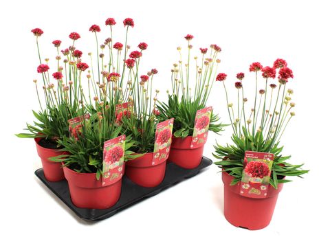 Armeria pseudarmeria 'Ballerina Red'