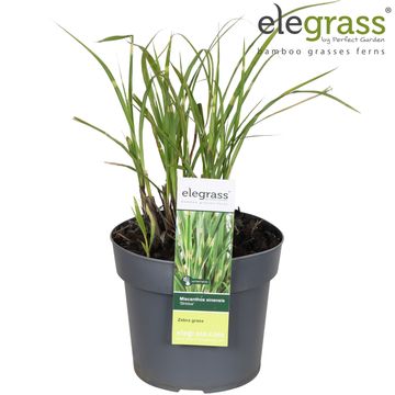 Miscanthus sinensis 'Strictus'