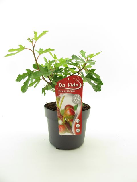 Ficus carica LITTLE MISS FIGGY