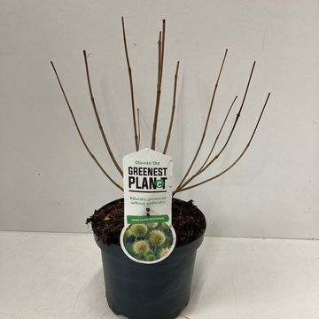 Cephalanthus occidentalis