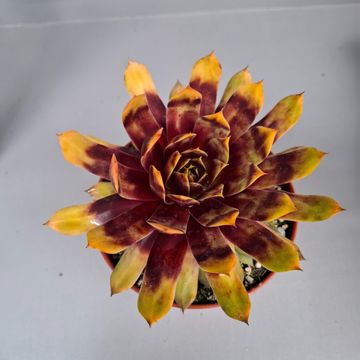 Sempervivum CHICK CHARMS GIANTS GOLD MINE