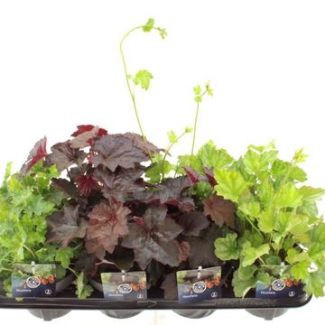 Heuchera MIX