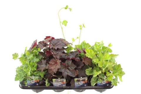 Heuchera MIX