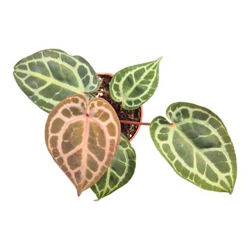 Anthurium DocBlock Anthurium Michelle® '11' X Zara® '14'