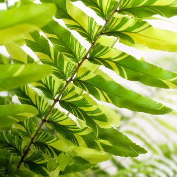 Nephrolepis exaltata 'Tiger Fern'
