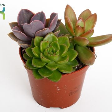 Succulents MIX IN POT