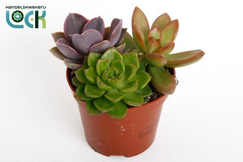 Succulents MIX IN POT