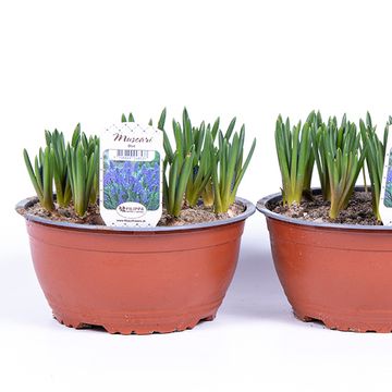 Muscari armeniacum