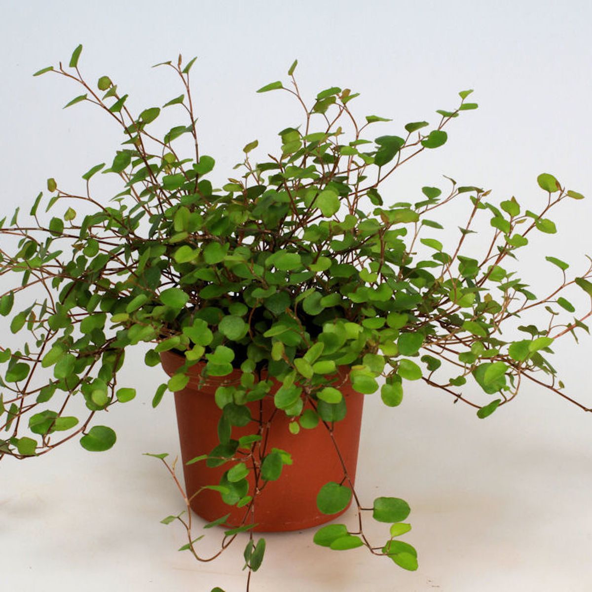 Muehlenbeckia complexa — Plant Wholesale FlorAccess