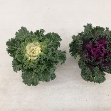 Brassica oleracea MIX