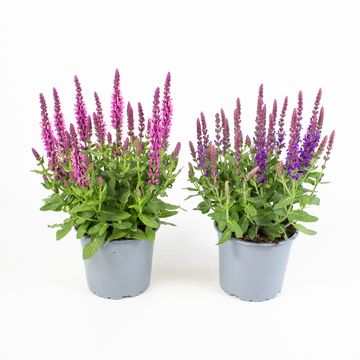 Salvia nemorosa MIX