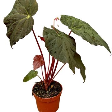 Begonia pavonina