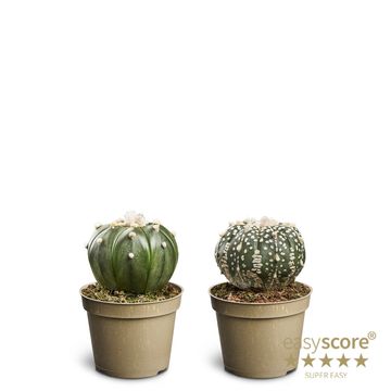 Astrophytum asterias