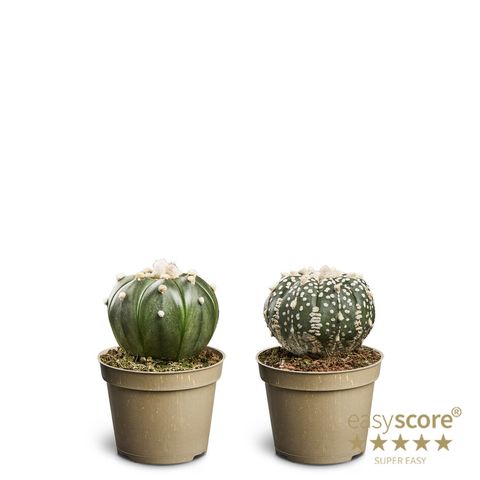 Astrophytum asterias