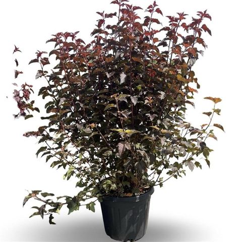 Physocarpus opulifolius LADY IN RED