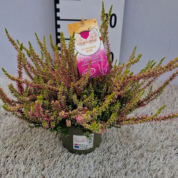 Calluna vulgaris GARDEN GIRLS GOLDEN ANGIE