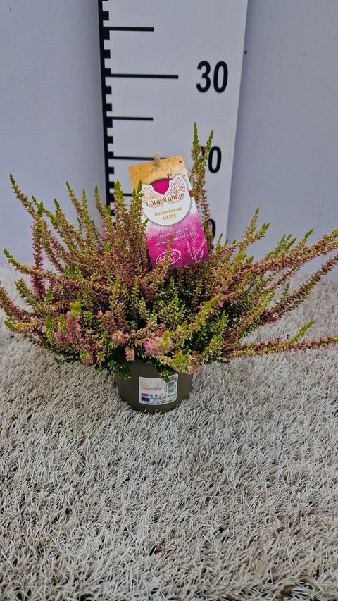 Calluna vulgaris GARDEN GIRLS GOLDEN ANGIE