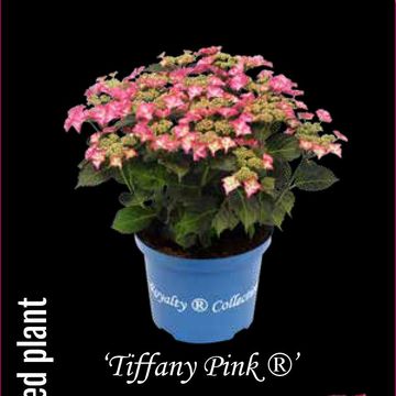 Hydrangea macrophylla TIFFANY ROSE