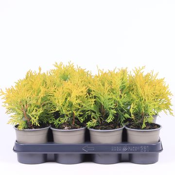 Thuja occidentalis 'Golden Globe'