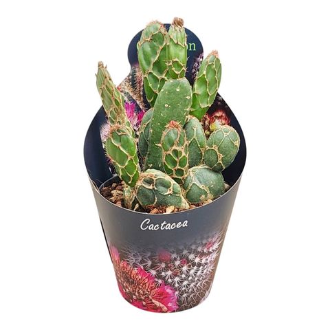 Opuntia zebrina reticulata 'Cobra'