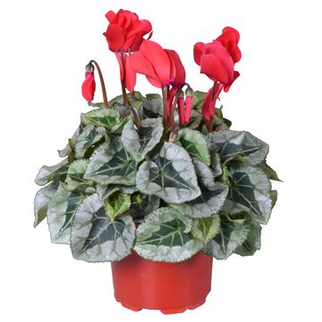 Cyclamen persicum SUPER SERIE REMBRANDT MIX