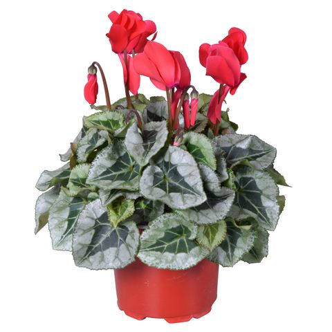 Cyclamen persicum SUPER SERIE REMBRANDT MIX