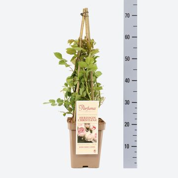 Rosa HERZOGIN CHRISTIANA