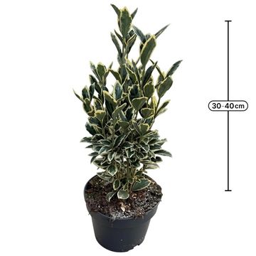 Euonymus japonicus 'Bravo'