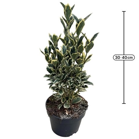 Euonymus japonicus 'Bravo'