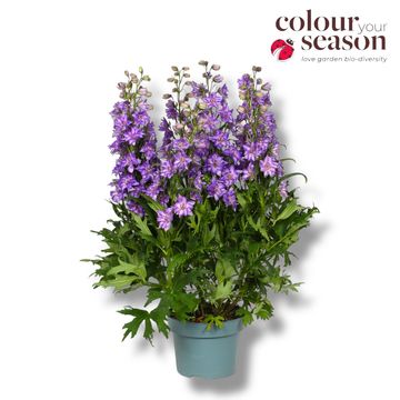 Delphinium DELGENIUS BREEZIN