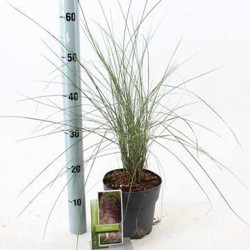 Muhlenbergia capillaris