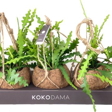 Epiphyllum anguliger