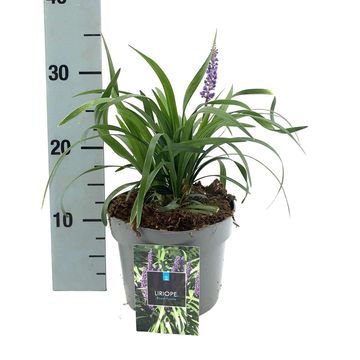 Liriope muscari 'Royal Purple'