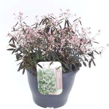 Euphorbia hypericifolia 'Shades in Pink'