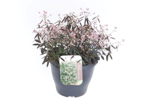 Euphorbia hypericifolia 'Shades in Pink'