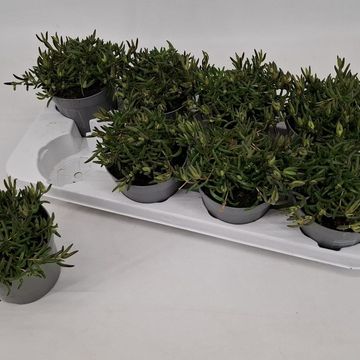 Delosperma cooperi LIDO ORANGE WITH EYE