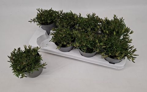 Delosperma cooperi LIDO ORANGE WITH EYE