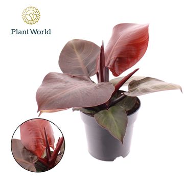 Philodendron 'Cherry Red'