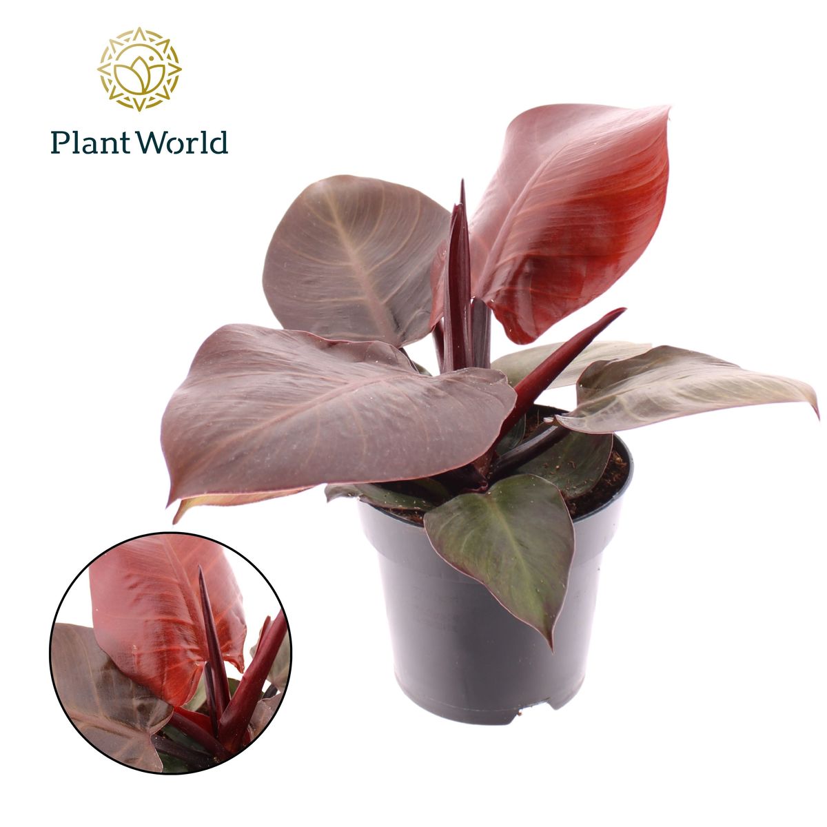 wood plant shelf Rustic Wooden Tiered Shelf For Indoor Plants And Outdoor Garden Display  SITHPS004 main image 1