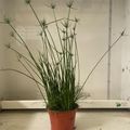 Cyperus haspan
