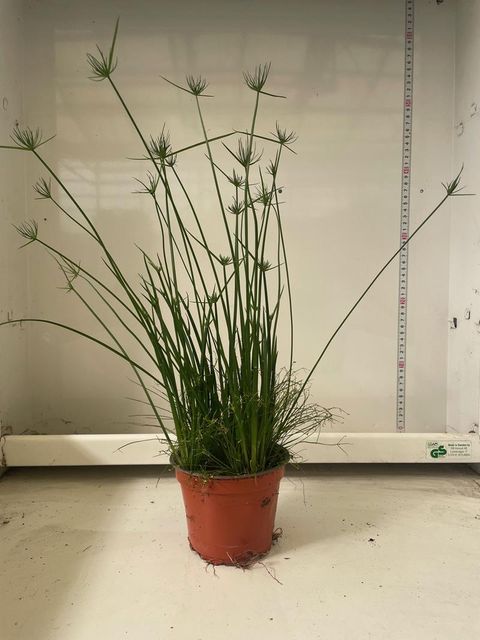 Cyperus haspan