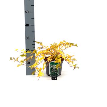 Stephanandra incisa 'Crispa'