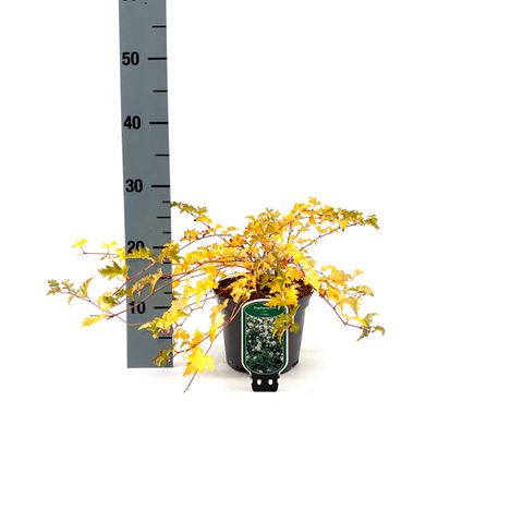 Stephanandra incisa 'Crispa'