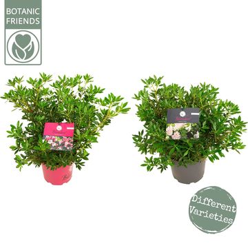 Rhododendron BLOOMBUX MIX