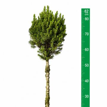 Picea glauca PERFECTA