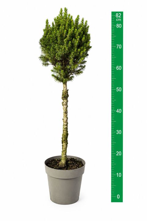 Picea glauca PERFECTA