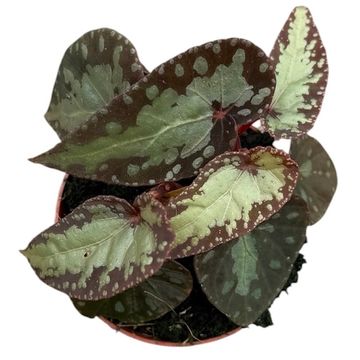 Begonia 'Silver Moon'